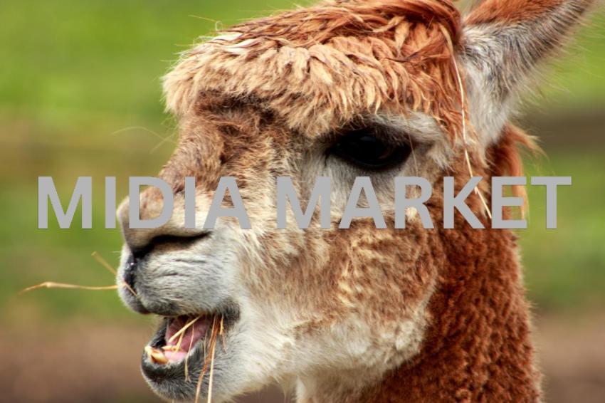 Llama