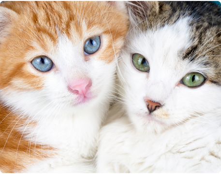 Animais
